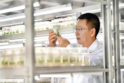 灃西新城加快“科學家+工程師”隊伍建設，為農(nóng)業(yè)科學研究和試驗發(fā)展注入新活力