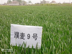 咸陽市農(nóng)業(yè)科學研究院試驗田剪影 農(nóng)業(yè)科學研究和試驗發(fā)展的實踐與探索