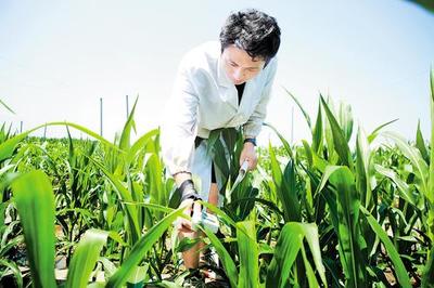 鹽堿地變成豐產(chǎn)田 滄州全面推進鹽堿地綜合利用與特色產(chǎn)業(yè)高質量發(fā)展