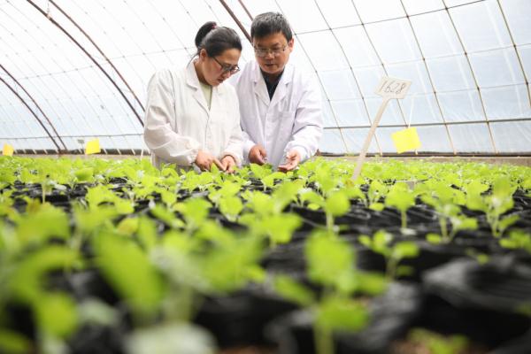 馬鈴薯良種繁育的技術創新 鋪就農業“小康路”