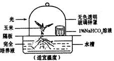 基于玉米幼苗的光合作用實驗 驗證二氧化碳的關鍵作用及其農業科研價值