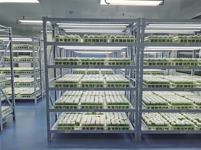 科創(chuàng)賦能 提升百合“芯”動力——蘭州市科技局加強種質資源保護引領產業(yè)高質量發(fā)展