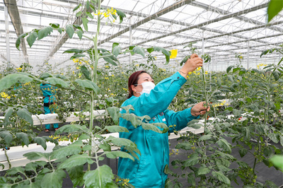 科技賦能鹽城農業(yè)現代化，2021年糧食總產達142.96億斤