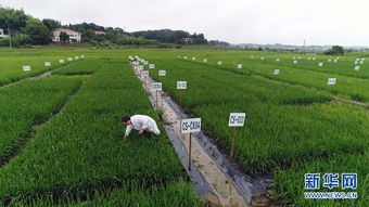 從實驗室到田間 重金屬污染耕地修復治理的科研實踐與未來發(fā)展