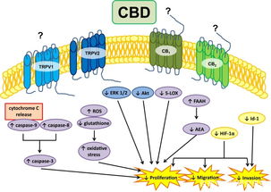 農業(yè)科研視角下CBD油抗癌潛力的最新研究進展