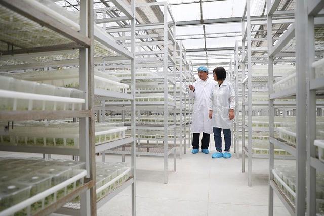 小土豆，大突破 馬鈴薯種業(yè)高質量發(fā)展觀察