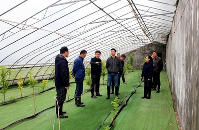 農業(yè)科研新篇章 國家柿圃改擴建項目評審會圓滿召開，助推柿產業(yè)高質量發(fā)展