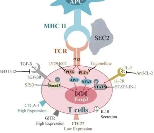 抑制性T細(xì)胞 免疫調(diào)控與農(nóng)業(yè)科學(xué)研究的交匯點(diǎn)